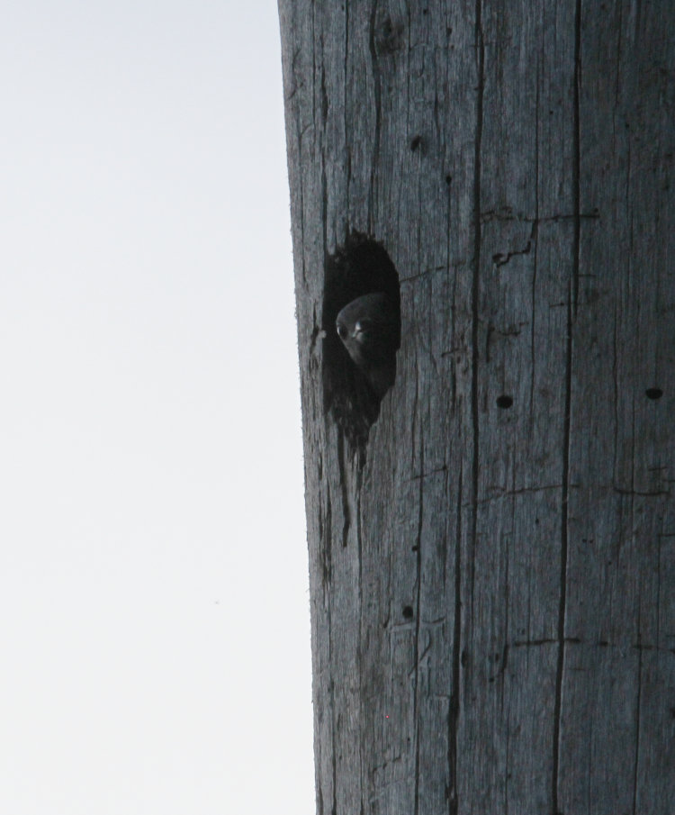 nestling red-headed woodpecker Melanerpes erythrocephalus peering at photographer