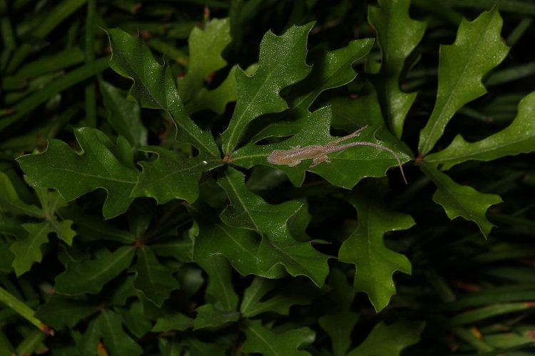 newborn Carolina anole Anolis carolinensis sleeping on leaf of oak tree sapling