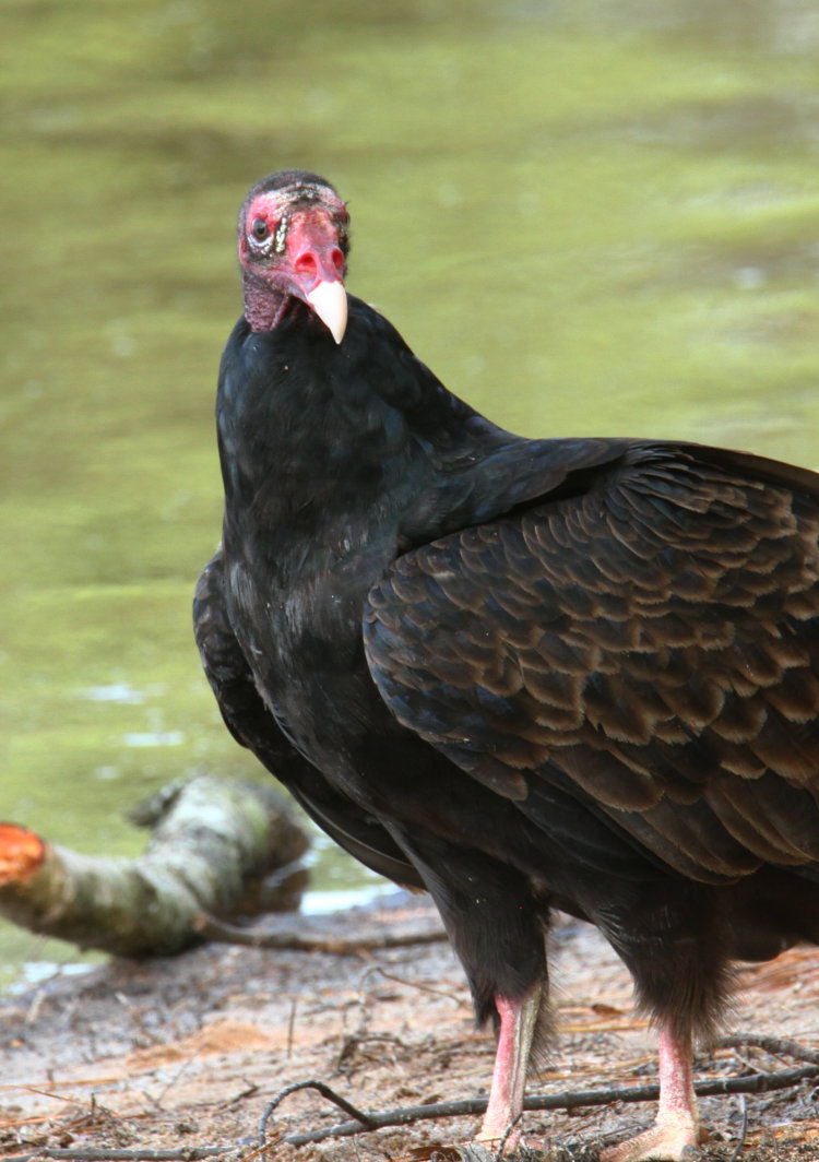 turkey vulture Cathartes aura standing on beach staring into camera