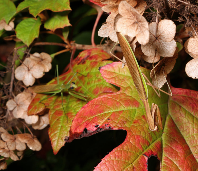 potentially courting Chinese mantids Tenodera sinensis on leaves of oak-leaf hydrangea Hydrangea quercifolia