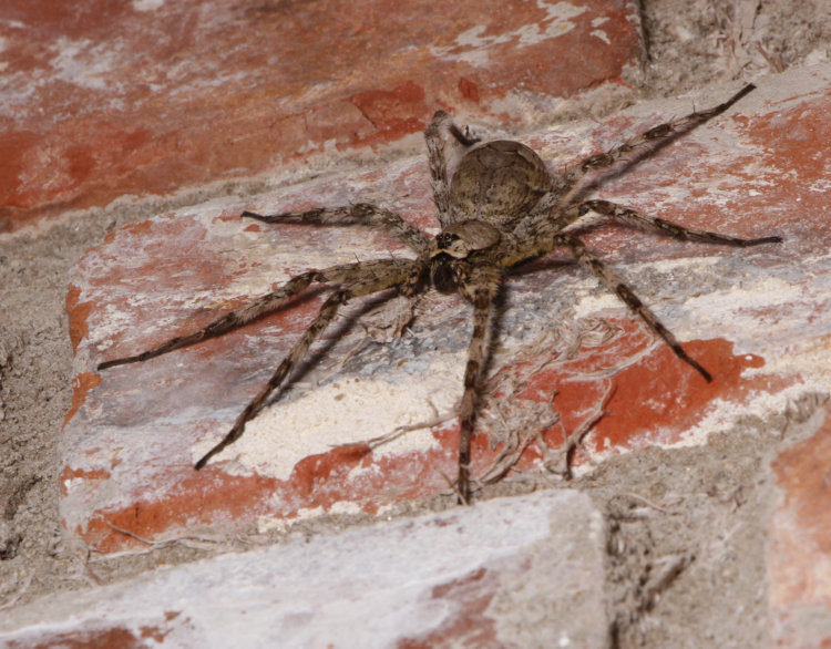 female dark fishing spider Dolomedes tenebrosus hanging out on brickwork