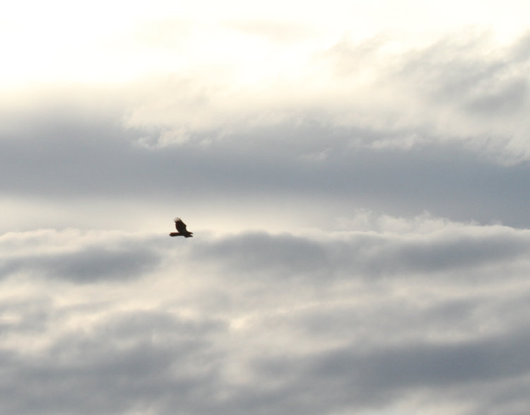 bald eagle Haliaeetus leucocephalus silhouetted against dramatic clouds in distance