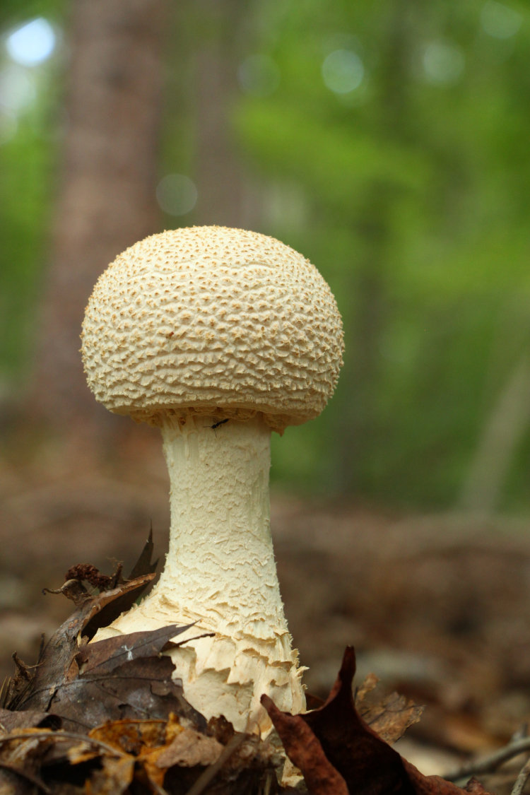 unidentified taller mushroom