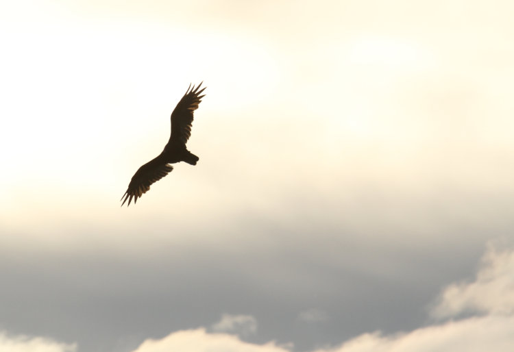 turkey vulture Cathartes aura silhouetted against dramatic clouds