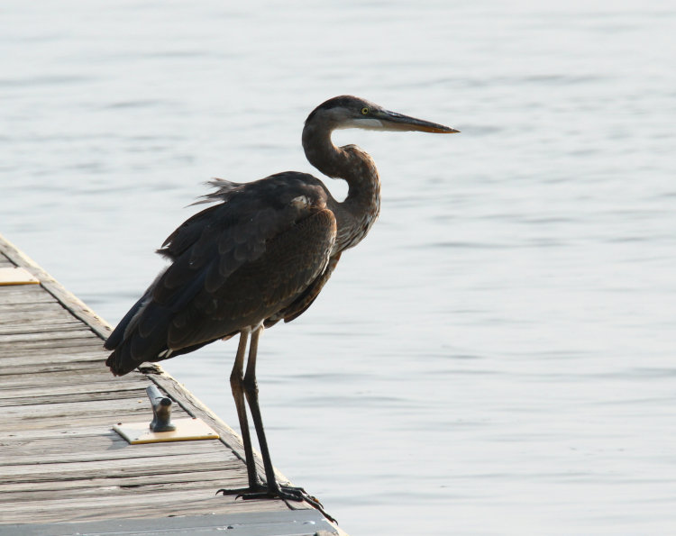 juvenile great blue heron Ardea herodias herodias not quite finished with its grooming task