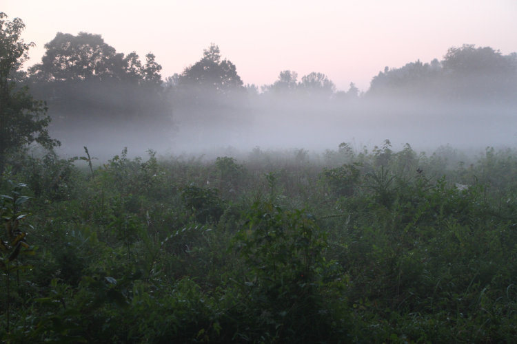 fog layers over fields in Mason Farm Biological Reserve