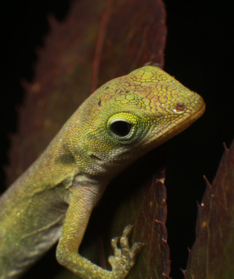 closeup of newborn Carolina anole Anolis carolinensis on Japanese maple leaf