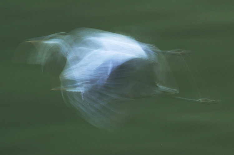 great blue heron Ardea herodias in flight blurred by slow shutter speed and Vibration Control effects