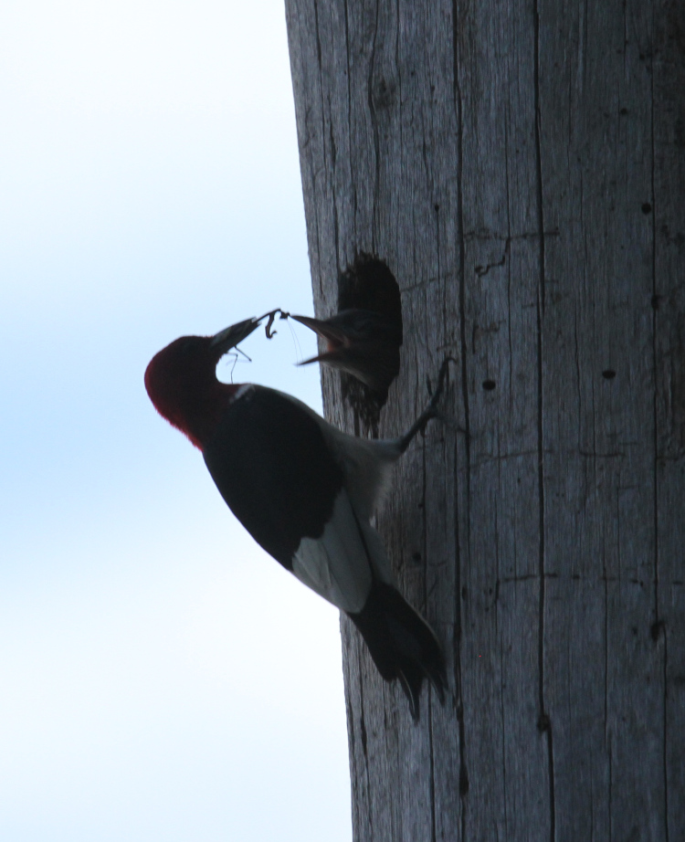 nestling red-headed woodpecker Melanerpes erythrocephalus making a grab for the mantis brought by the parent as food