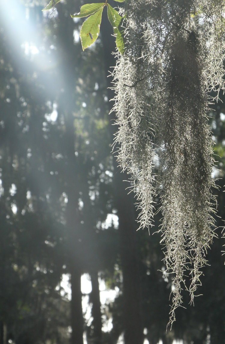 Spanish moss Tillandsia usneoides semi-backlit with sun ray breaking across