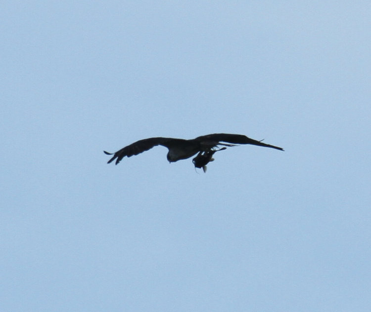 osprey Pandion haliaetus flying past with captured catfish