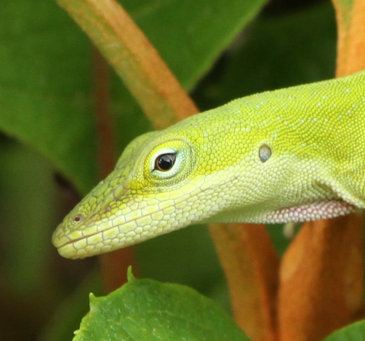 adult Carolina anole Anolis carolinensis showing hint of dewlap colors under neck