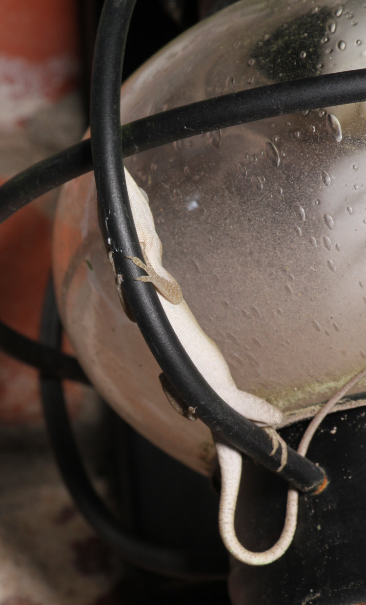 adult Carolina anole Anolis carolinensis sleeping awkwardly on metalwork of porch lamp