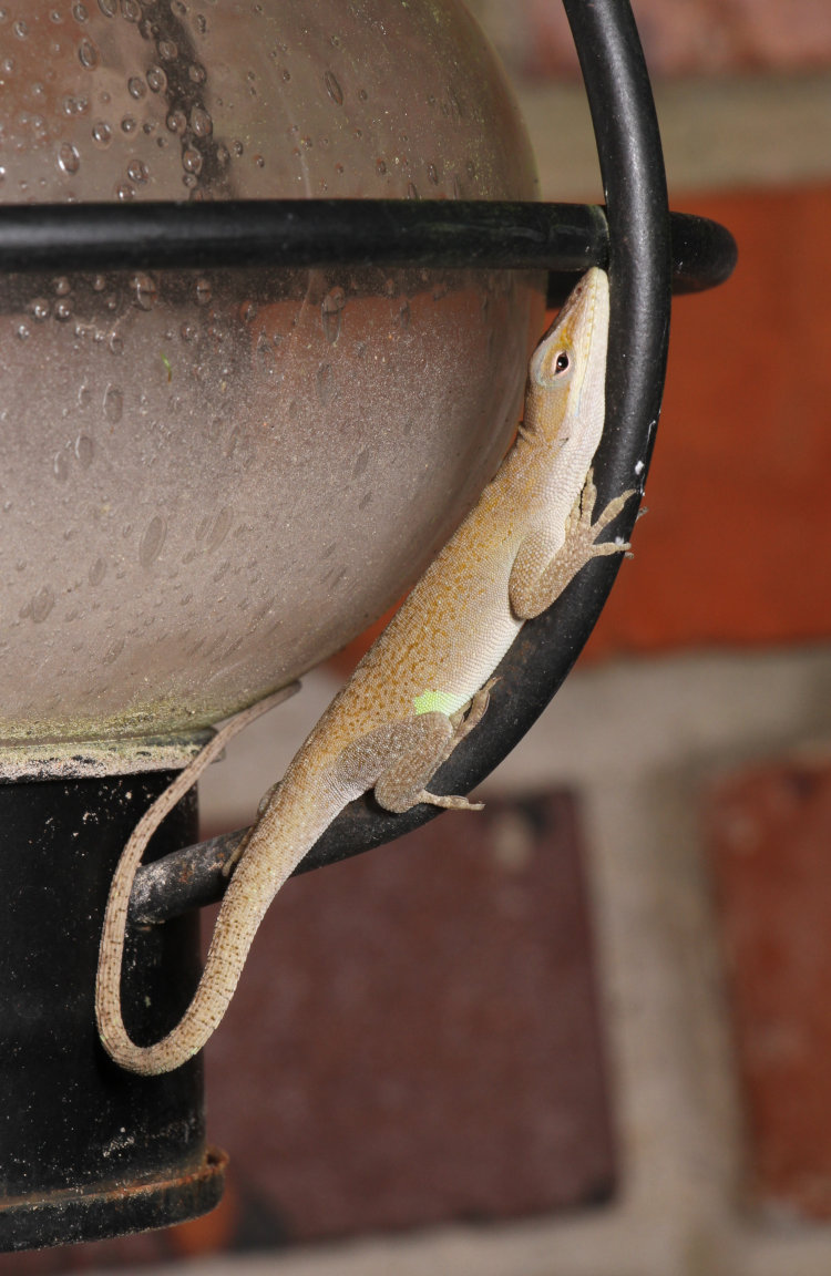 adult Carolina anole Anolis carolinensis snoozing on lamp from another angle