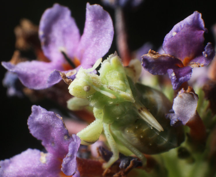 jagged ambush bug Phymata on aging blossoms of butterfly bush Buddleja davidii