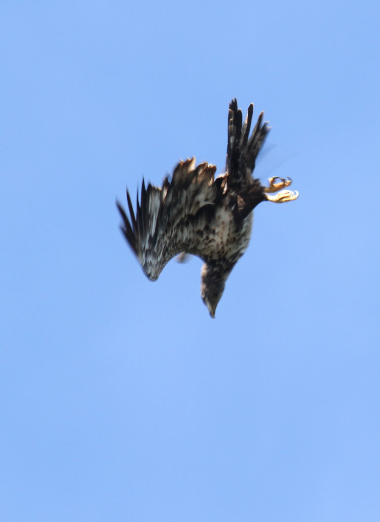 second year juvenile bald eagle Haliaeetus leucocephalus beginning stoop for prey