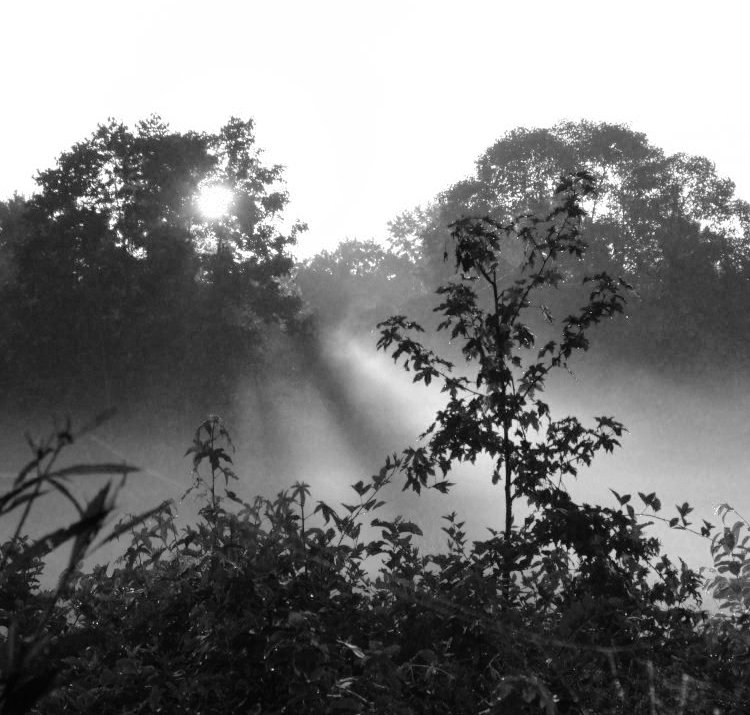 localized crepuscular rays within fog, Red channel monochrome