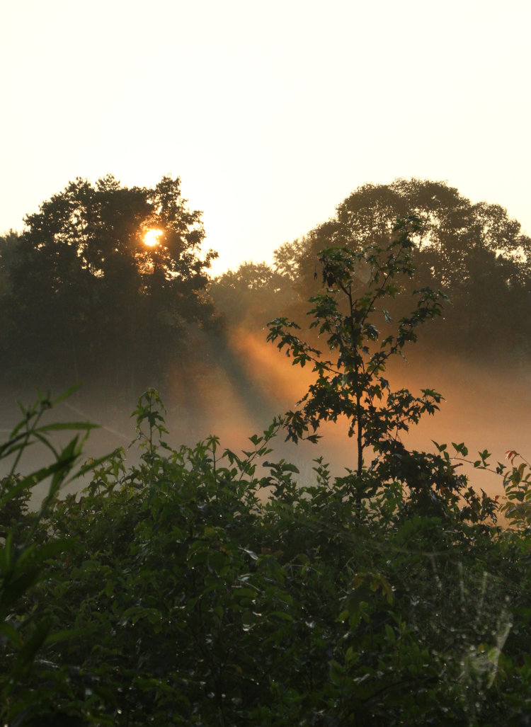 crepuscular rays caused by trees and fog at sunrise, Mason Farm