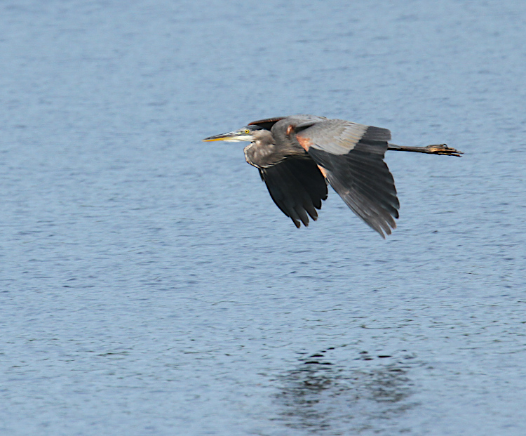 great blue heron Ardea herodias herodias cruising low over the water in decent light