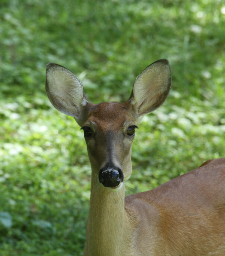 young adult female white-tailed deer Odocoileus virginianus in back yard of Walkabout Estates