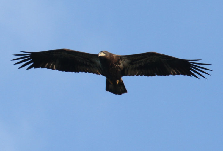 first year juvenile bald eagle Haliaeetus leucocephalus cruising by