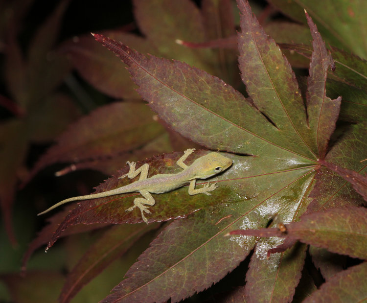 newborn Carolina anole Anolis carolinensis snoozing on Japanese maple leaf