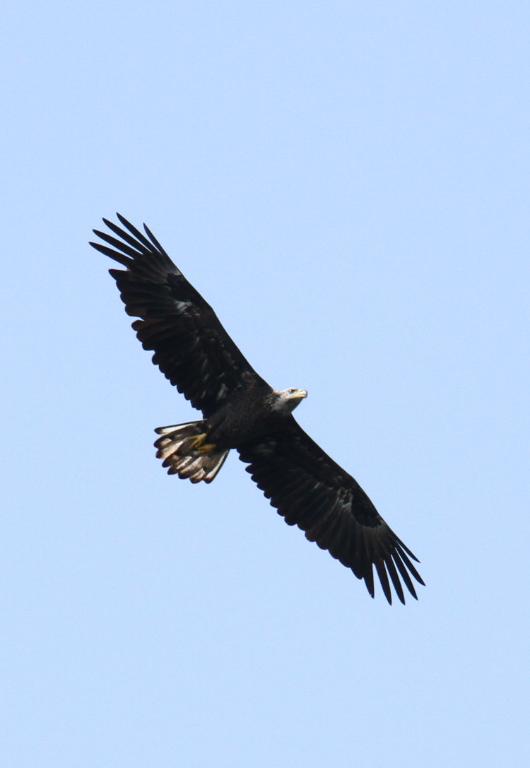 third-year bald eagle Haliaeetus leucocephalus circling in distance