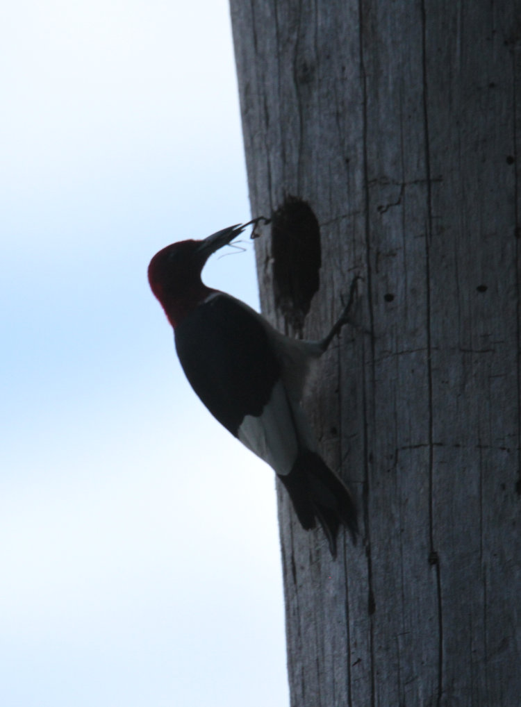 adult red-headed woodpecker Melanerpes erythrocephalus at mouth of nest hollow with praying mantis for its young