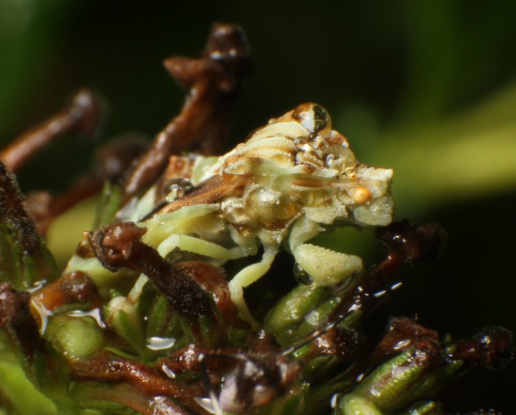 jagged ambush bug Phymata in final instar on dead flowers of butterfly bush Buddleja davidii