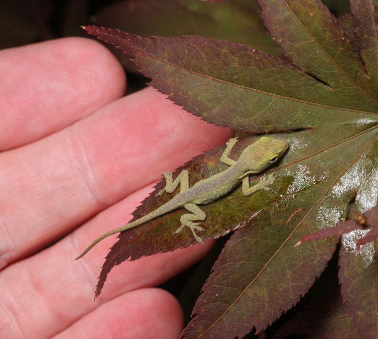 newborn Carolina anole Anolis carolinensis on Japanese maple leaf with photographer's fingers for scale