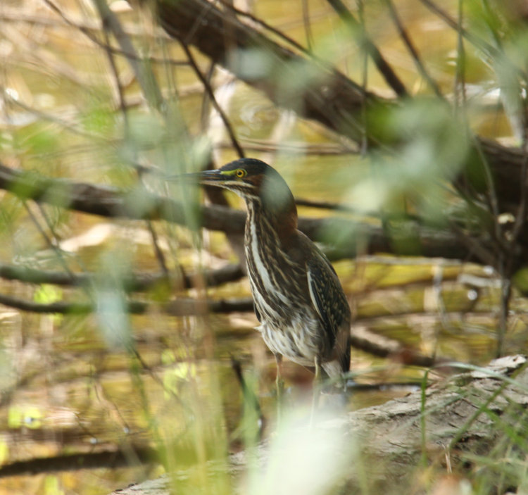 green heron Butorides virescens seen through foliage