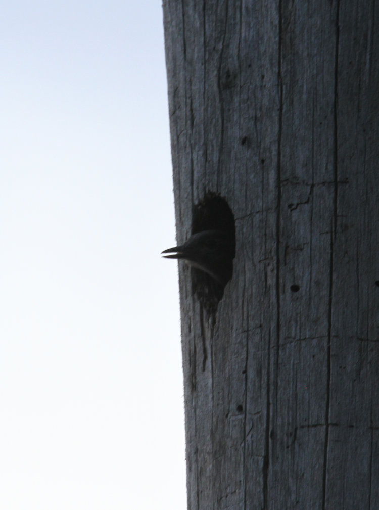 nestling red-headed woodpecker Melanerpes erythrocephalus peeking from nest hollow near sunset