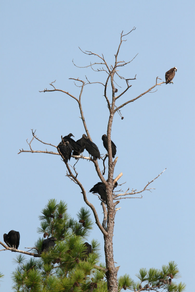 lone osprey Pandion haliaetus sitting in tree among flock of black vultures Coragyps atratus