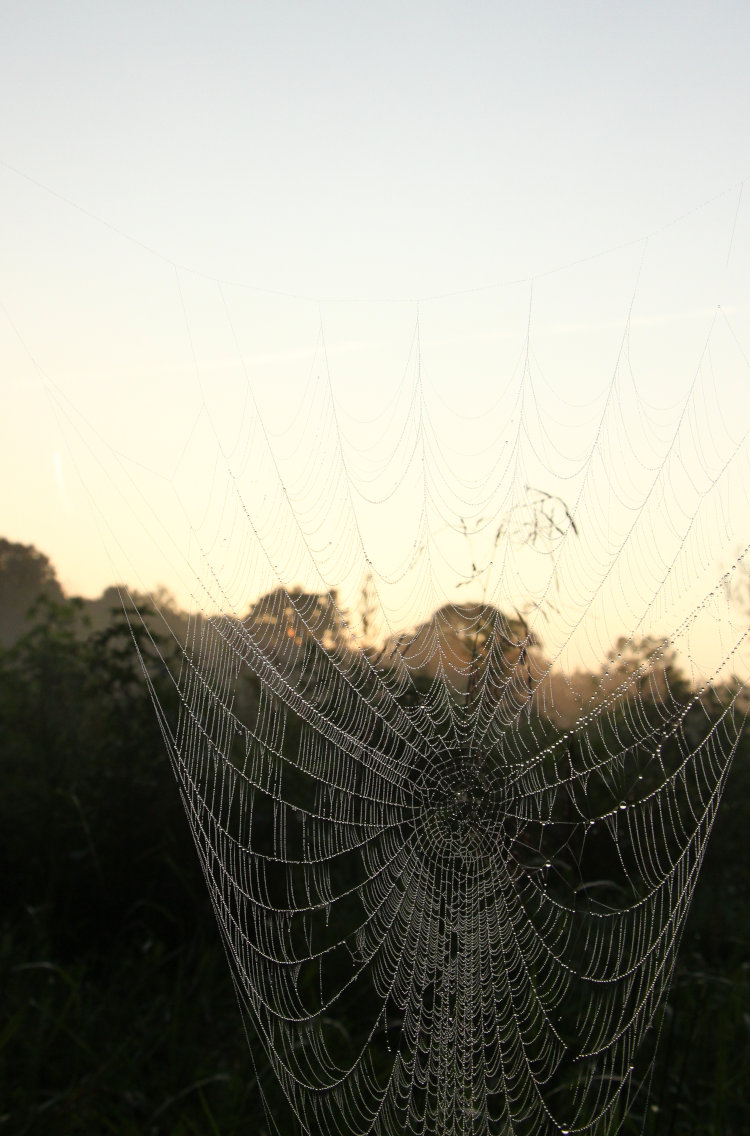 large orb web drooping seriously under weight of morning dew, Mason Farm