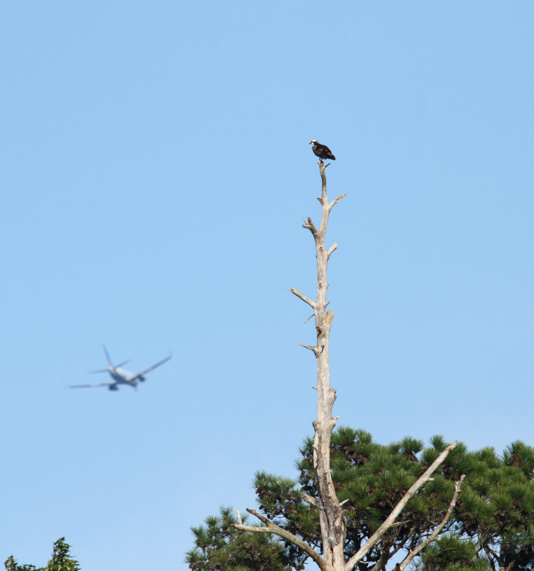 osprey Pandion haliaetus perched on dead tree with commercial airliner in background