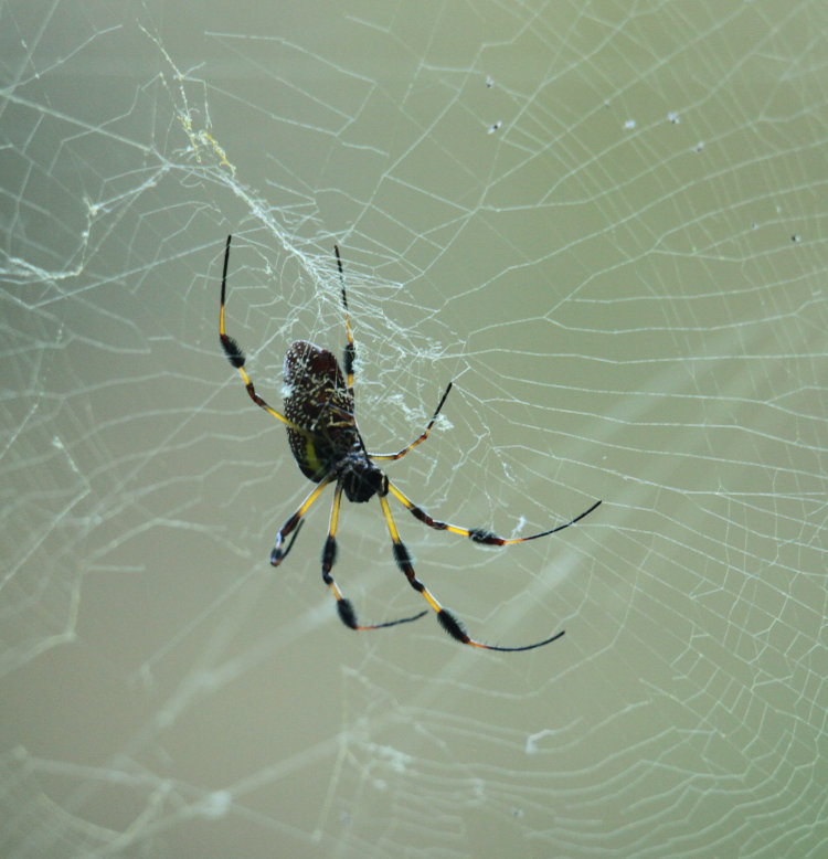 large adult female golden silk orbweaver Trichonephila clavipes in web over pond