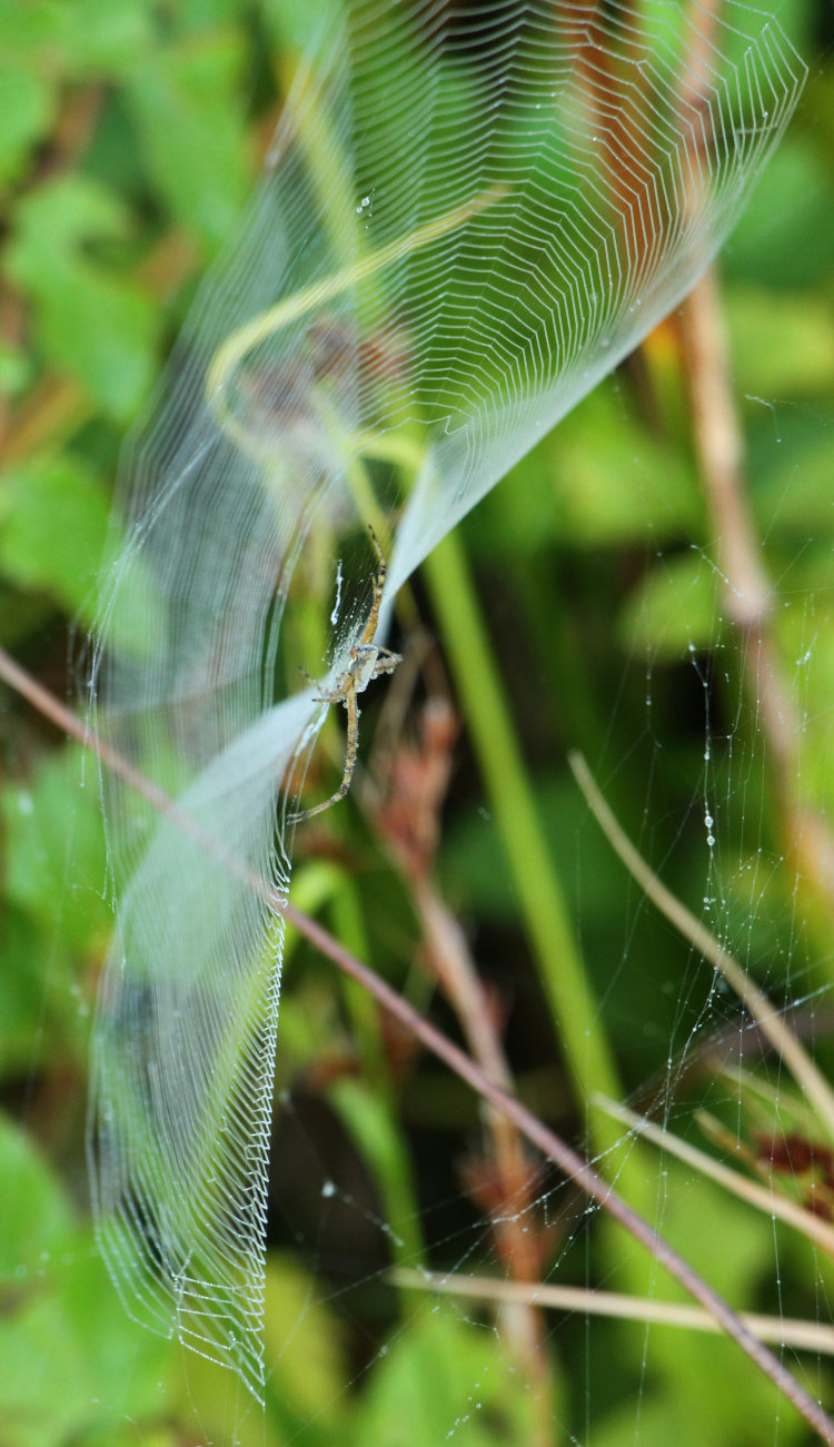 warped orb web of potentially banded argiope Argiope trifasciata at Mason Farm