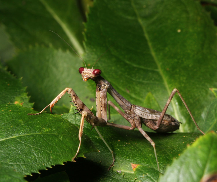 adult likely female Carolina mantis Stagmomantis carolina showing possible egg sac bulge, perched on balloon flower Platycodon grandiflorus leaves