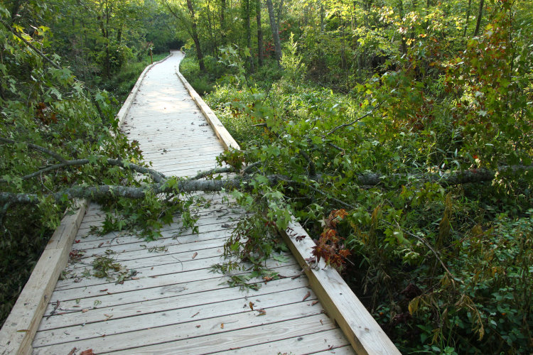 small tree across boardwalk, Mason Farm