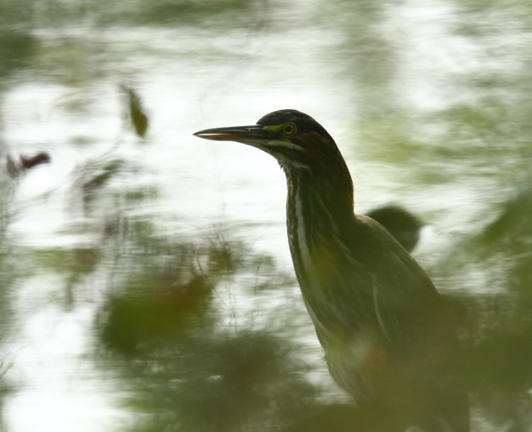 green heron Butorides virescens hiding in shadows on edge of water