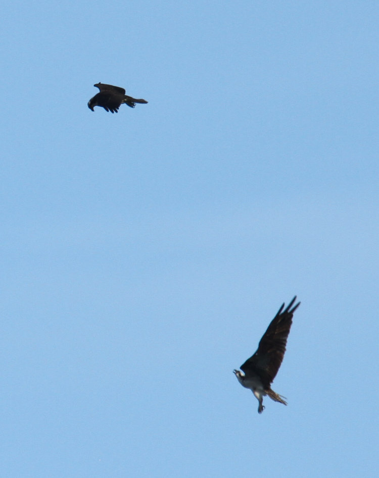 pair of likely sibling ospreys Pandion haliaetus engaging in mock territorial behavior