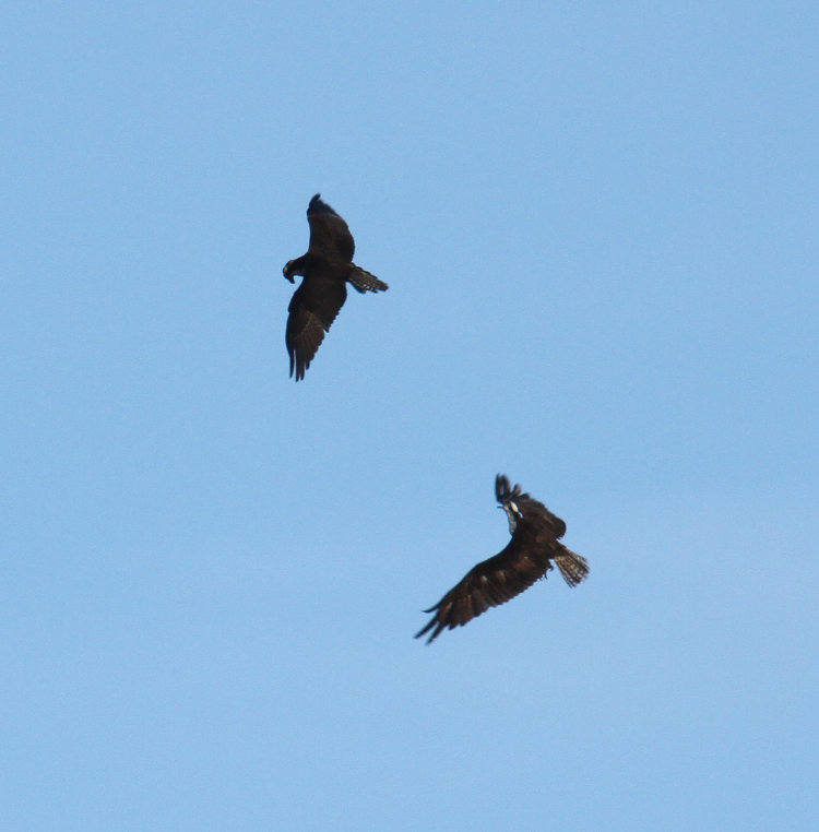 pair of likely sibling ospreys Pandion haliaetus engaging in mock territorial behavior