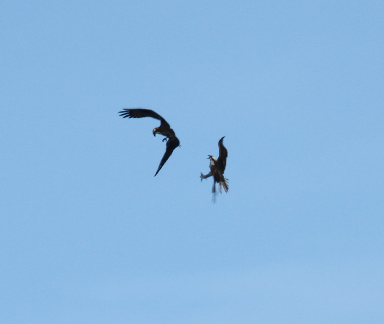 pair of likely sibling ospreys Pandion haliaetus engaging in mock territorial behavior