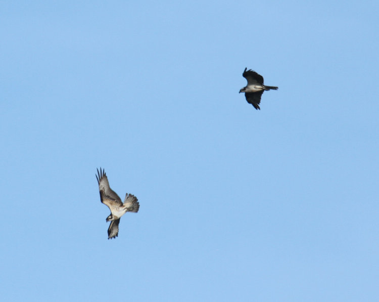 pair of likely sibling ospreys Pandion haliaetus engaging in mock territorial behavior