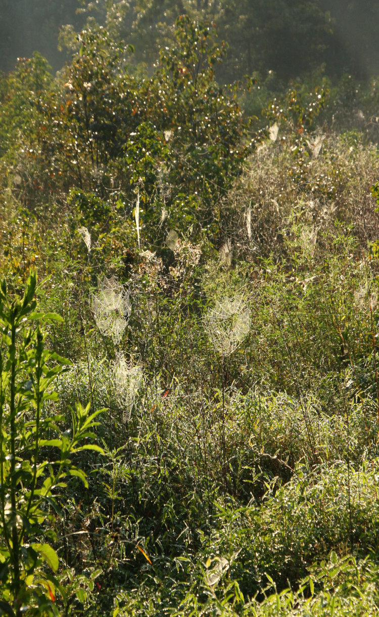 plethora of dew-laden spiderwebs at Mason Farm