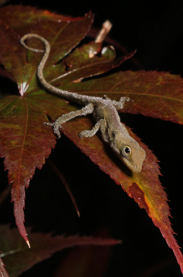 newborn Carolina anole Anolis carolinensis on Japanese maple leaf, drenched with humidity