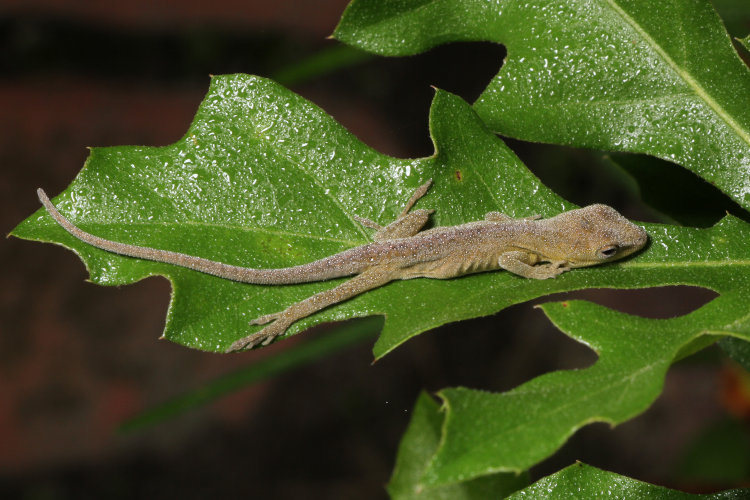 closer look of newborn Carolina anole Anolis carolinensis drowsing on oak leaf, showing late night dew