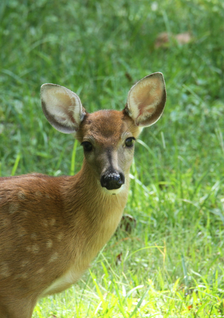 white-tailed deer Odocoileus virginianus fawn in back yard of Walkabout Estates, just losing its spots