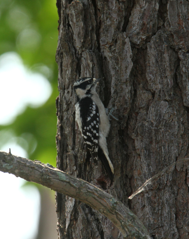 female downy woodpecker Dryobates pubescens on pine trunk