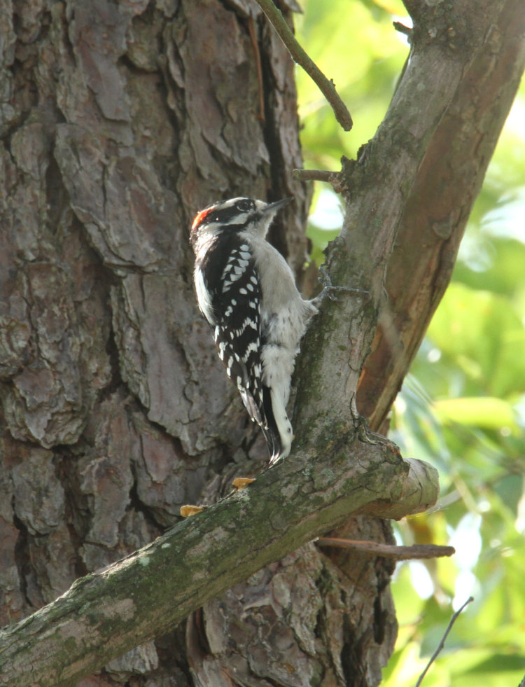 male downy woodpecker Dryobates pubescens on same tree